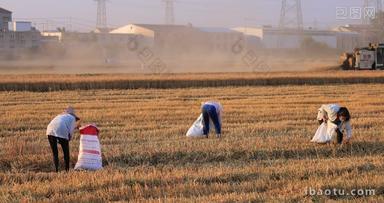 实拍农民收割麦子